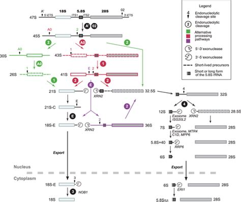 An Overview Of Pre‐ribosomal Rna Processing In Eukaryotes Henras