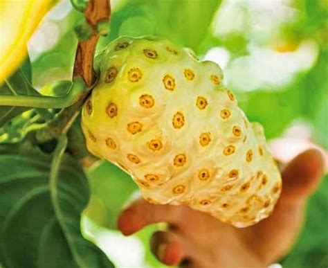 buah mengkudu  berkhasiat  menyembuhkan bermacam penyakit berita