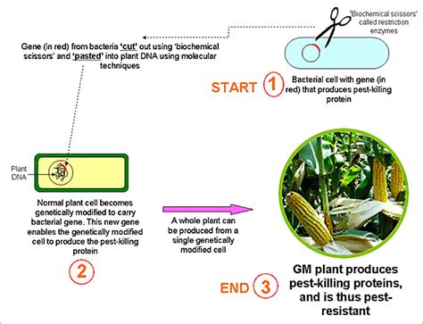 GMAC - Genetic Modification Advisory Committee, Singapore