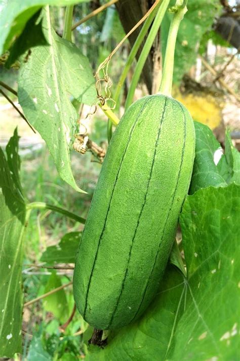 Fresh Towel gourd stock image. Image of market, plants - 115347671