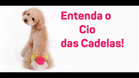 Como Funciona O Cio Da Cadela - Cio nas cadelas - Como funciona? - Veterinária explica - YouTube