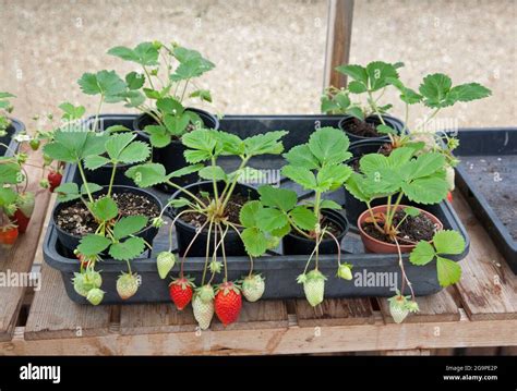 Home Grown Strawberries Growing In Pots In A Greenhouse Stock Photo Alamy