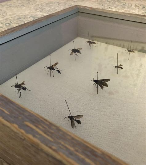 I started a wasp collection over the summer : r/Entomology