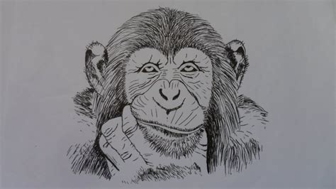 DIBUJAR UN ROSTRO DE UN CHIMPANCÉ (PARTE 1), PASO A PASO, A TINTA. - YouTube