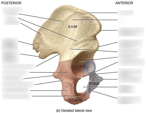 Detailed Lateral Coxal Bone Diagram Quizlet