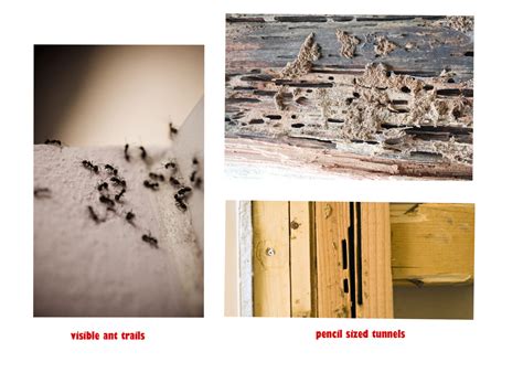 Carpenter Ants vs. Termites: What's the Difference? - How To Pest