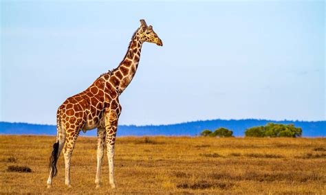 10 Unusual Sounds Giraffes Make And What Each Means A Z Animals