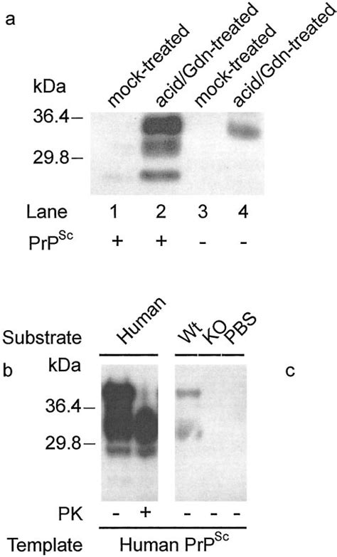 In Vitro Conversion Of The Treated Prp In The Absence And Presence Of