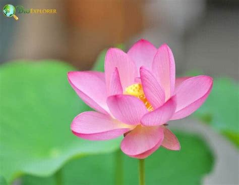 Lotus Flowers Name | Best Flower Site