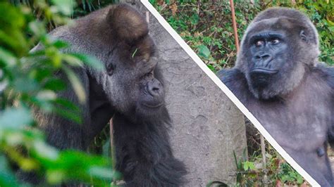 S E Female Gorilla Toto Senses Someone Behind Takes A Second