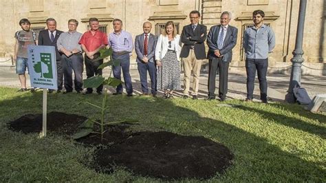 La Us Planta Una Plaulownia H Brida En Los Jardines Del Rectorado Como