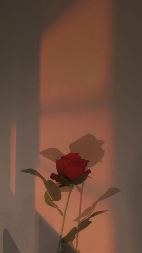 A Single Red Rose In A White Vase On A Table With The Shadow Of A Wall