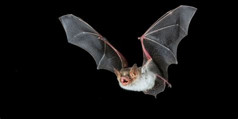 Nuit De La Chauve Souris Ville De Hem