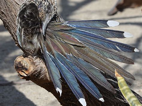 New Mexico State Bird – Greater Roadrunner | History & ID