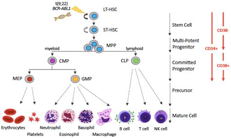 Hematopoiesis Leukemia