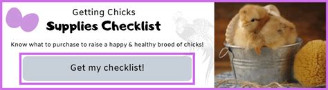 6 Tips For Buying Chicks Homestead Edition The Pioneer Chicks