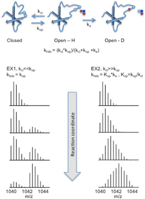 Schematic Representation Of The Mechanism Of Hydrogen Deuterium