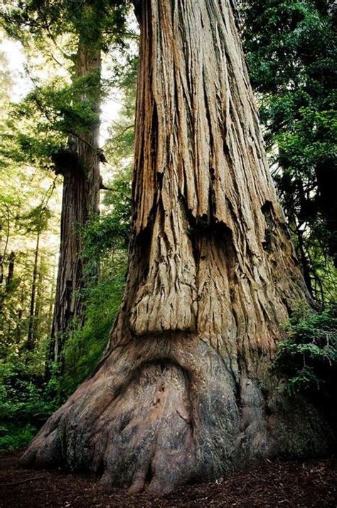 Exceptional Examples Of Tree Carving Art 17 Amazing Nature Deku Tree