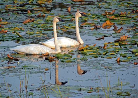 Business Sponsorships - Northern Waters Land Trust