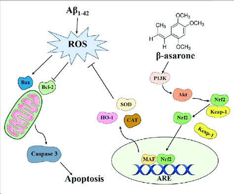 Schematic Diagram Of The Possible Mechanism Underlying The