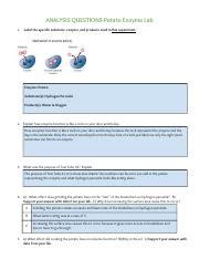 Briana Ronquillo Copy Of Potato Enzyme Lab Conclusion ANALYSIS