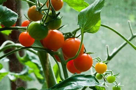 Почему осыпается завязь на томатах? | Tomato, Garden care, Mulch