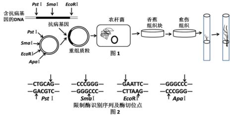 题目 生物膜系统在细胞的生命活动中发挥着极其重要的作用图1 3表示3种生物膜结构及其所发生的部分生理过程叶肉细胞与人体肝脏细胞都具有的膜