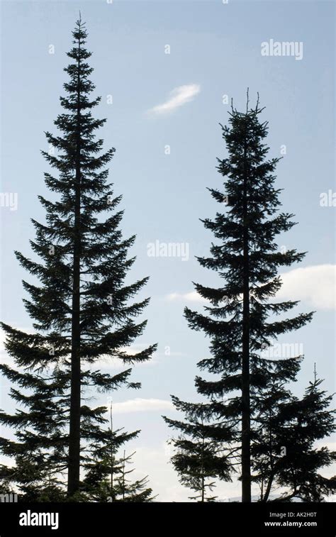 Two Pine Trees Standing In A Forest Stock Photo Alamy