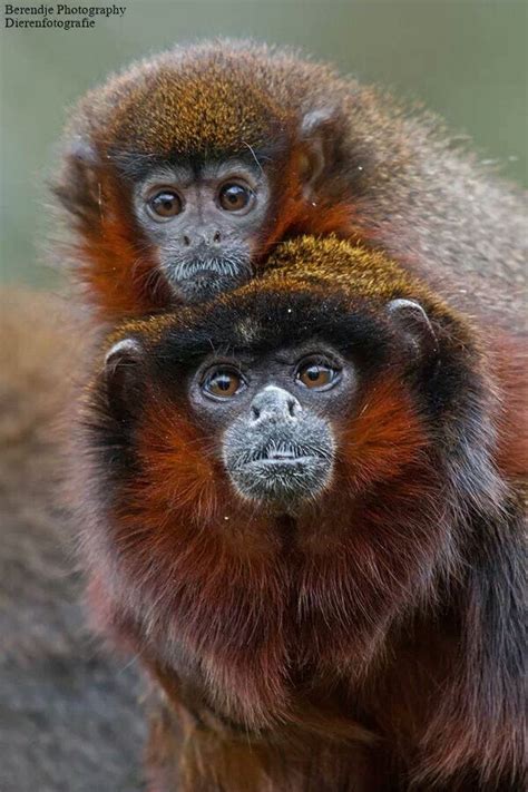 Red Titi Rode Titi Creature Picture Primates Types Of Monkeys