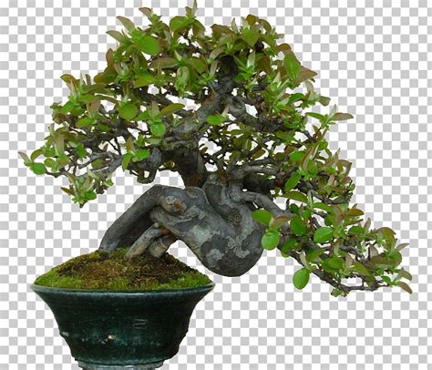 Chinese Sweet Plum Bonsai Tree Flowerpot Houseplant PNG Clipart