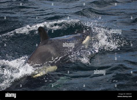 Killer Whale Orcinus Orca Off Mousa Rspb Reserve Shetland Islands