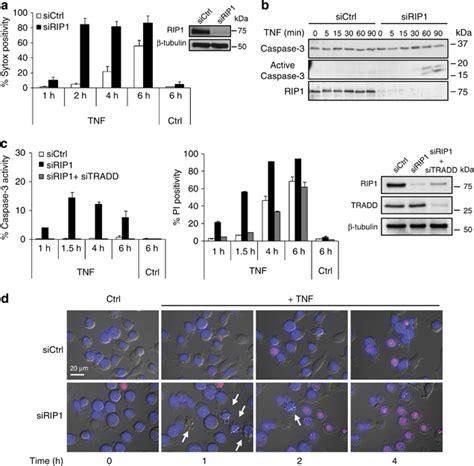 RIP1 knockdown shifts TNF-induced TRADD-independent necroptosis to ... 