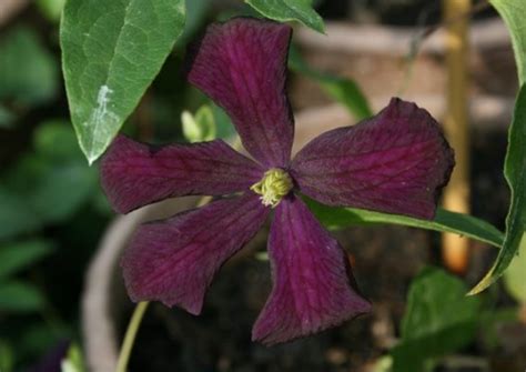 Clematis Viticella Etoile Violette Rosenschule Ruf