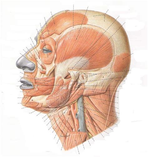 Diagrama Para M Sculos Da Face Vis O Lateral Quizlet