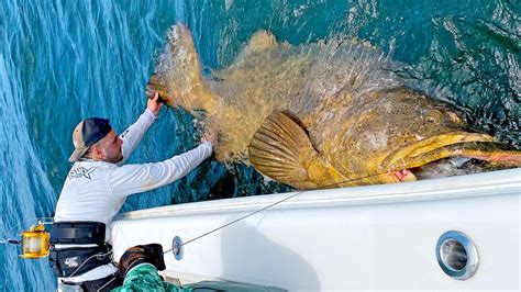 MASSIVE 500+lb Goliath Grouper!