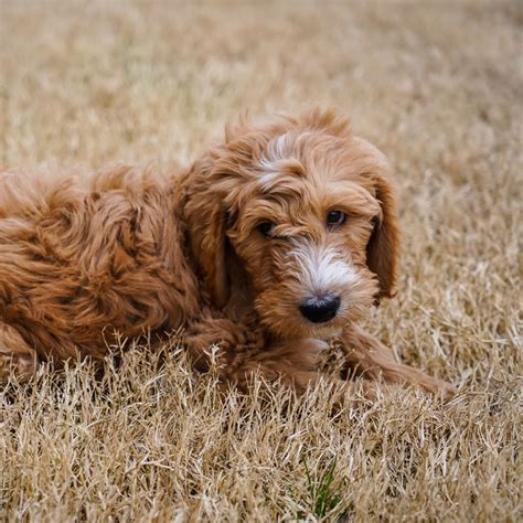 Goldendoodle Breeders And Puppies For Sale In California