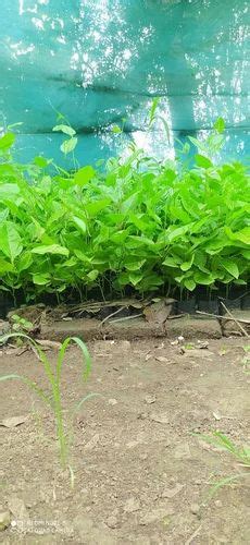 Red Passion Fruit Plant, For Fruits at ₹ 100/plant in Jamnagar | ID ...