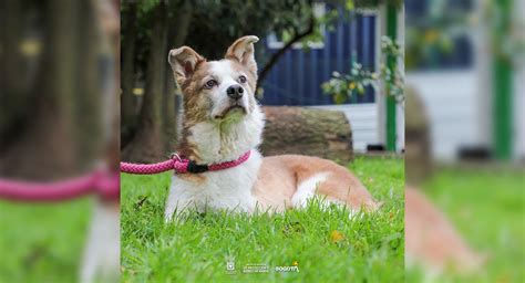 D Nde Adoptar Una Mascota Anuncian Jornadas De Adopci N En Bogot