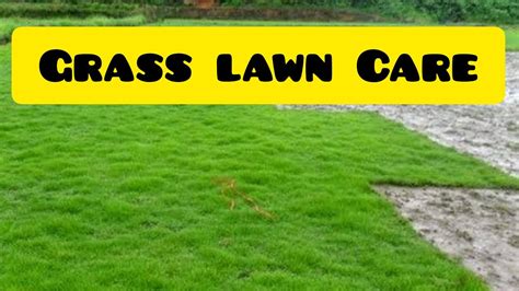 How To Care Lawn Grass Lawn Care Tips For Beginners And Easy Method