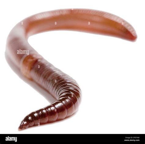 Lumbricus Terrestris Hi Res Stock Photography And Images Alamy