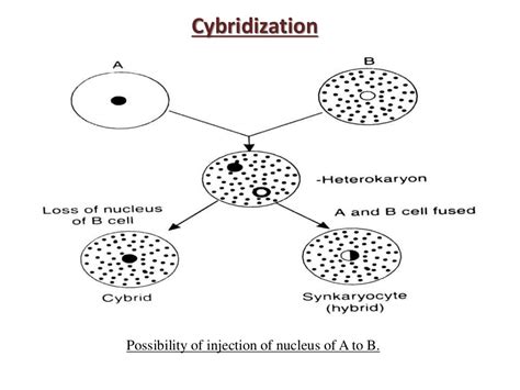 somatic hybridization