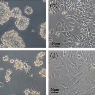 Images Of Cell Adhesion And Proliferation Of P Mouse Teratocarcinoma