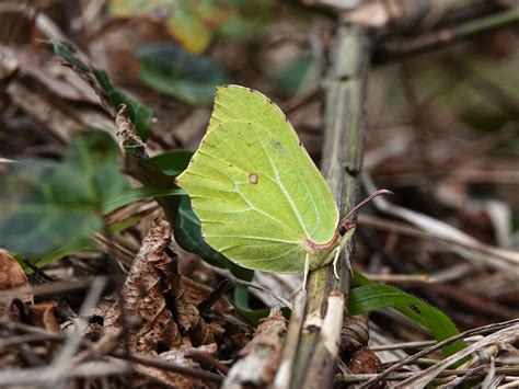 Wiltshire Butterfly Conservation — Sighting