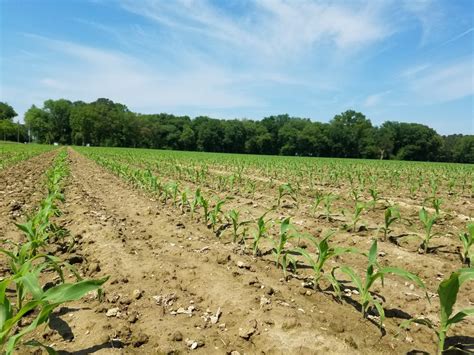 Starter Fertilizer For Corn Delaware Agronomy Blog