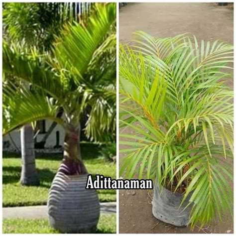 Jual Paket Hemat 2 Tanaman Pohon Palm Kuning Pohon Palm Botol Tanaman