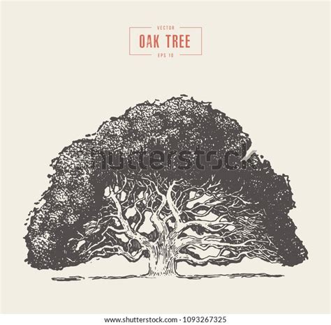 High Detail Vintage Illustration Oak Tree Stock Vector Royalty Free 1093267325 Shutterstock