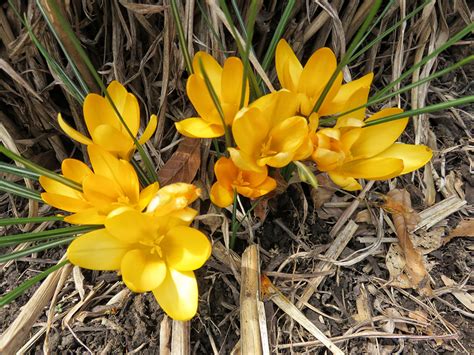 Шафран жёлтый (102 фото) » НА ДАЧЕ ФОТО