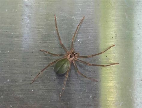 Loxosceles Reclusa Brown Recluse Usa Spiders