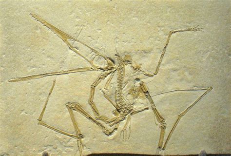 10 Interesting Facts About Pterodactyls