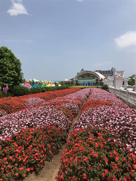 百万葵园夏天百万葵园大山谷图库